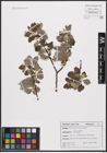 Foto von Salix caprea L.